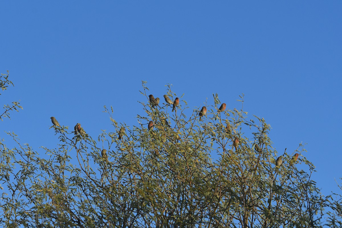 House Finch - ML647046941