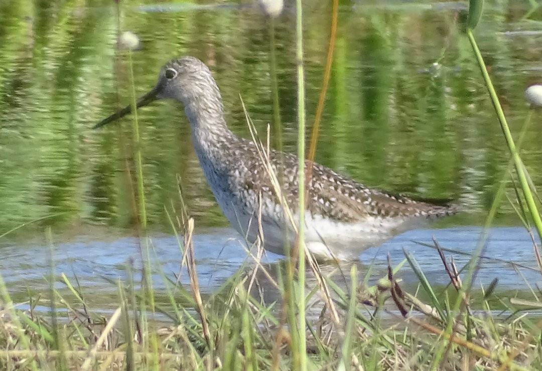 Greater Yellowlegs - ML647046942