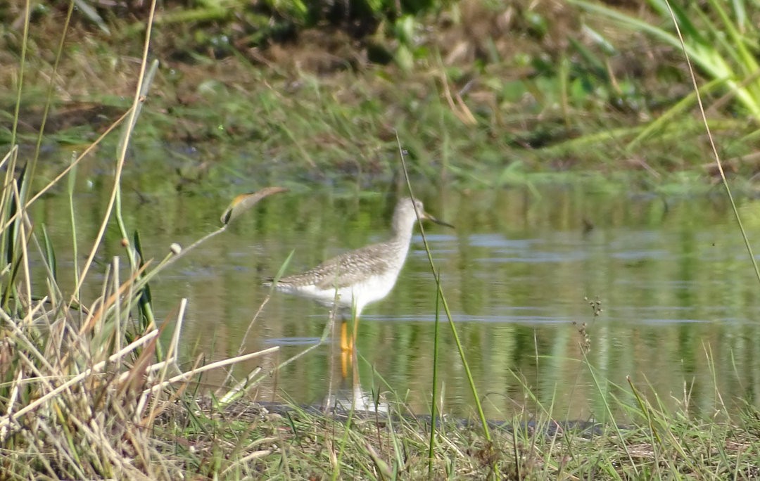 Greater Yellowlegs - ML647046943