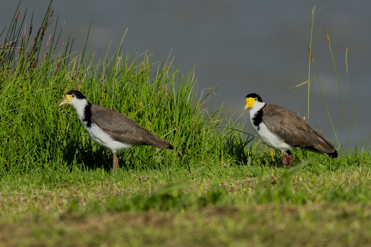 Hegabera maskaraduna - ML647046944