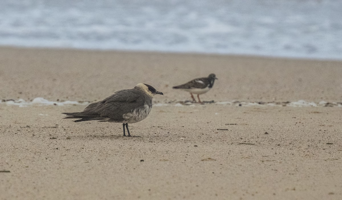 短尾賊鷗 - ML647046946