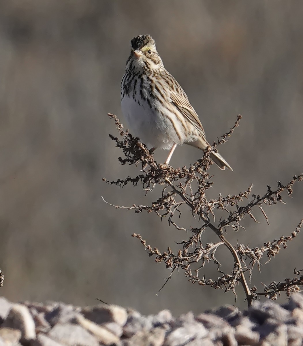 稀樹草鵐 - ML647046947