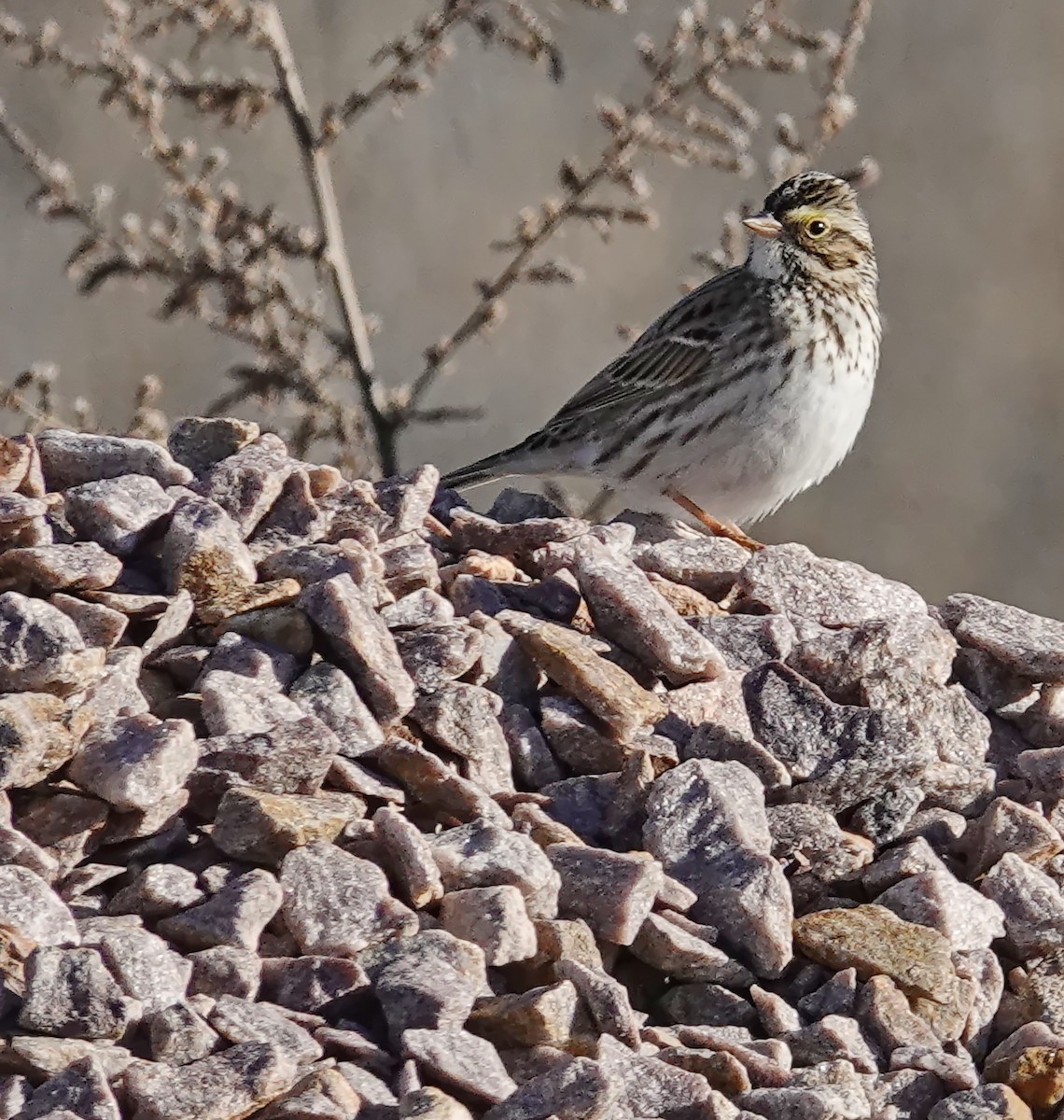 稀樹草鵐 - ML647046948