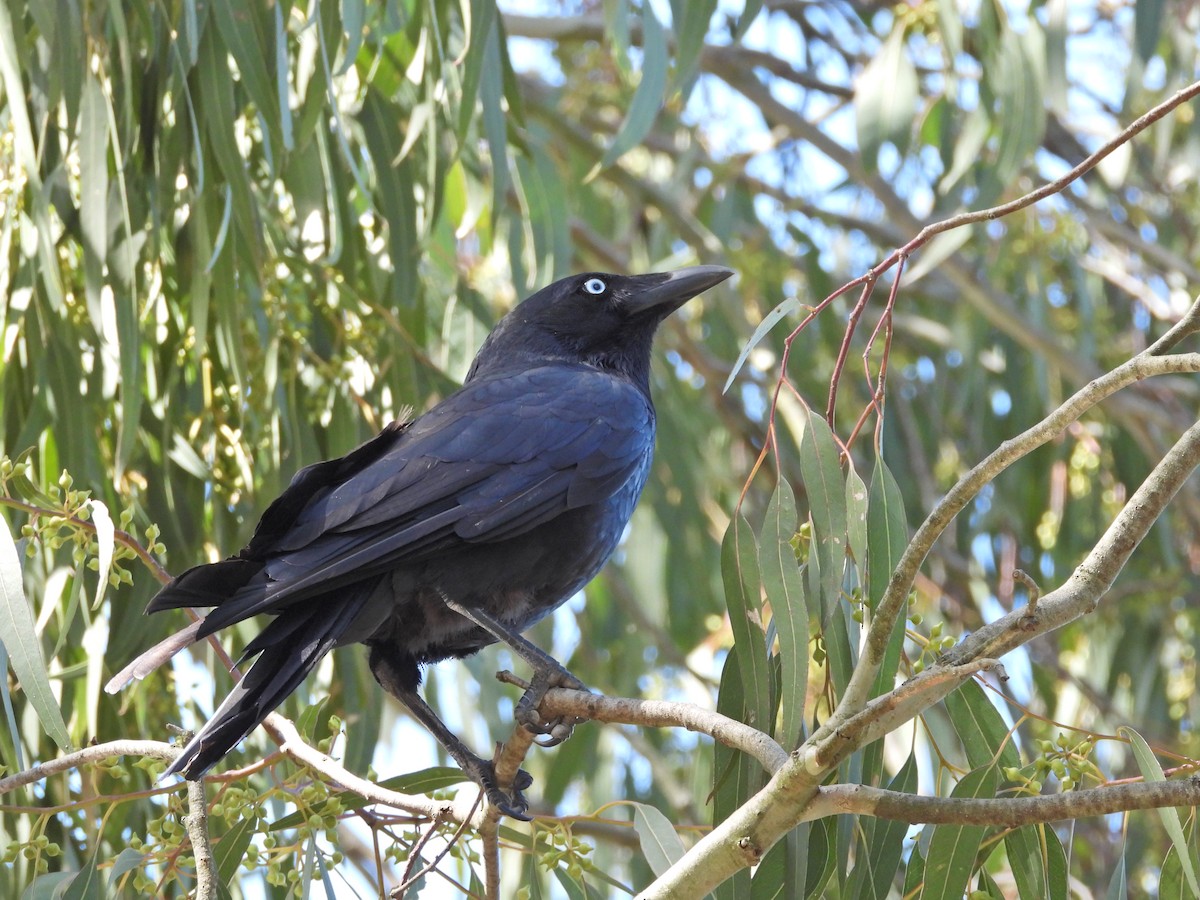 Little Raven - ML647046949