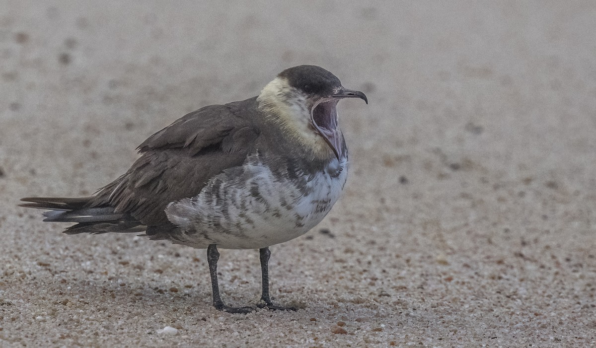 短尾賊鷗 - ML647046950