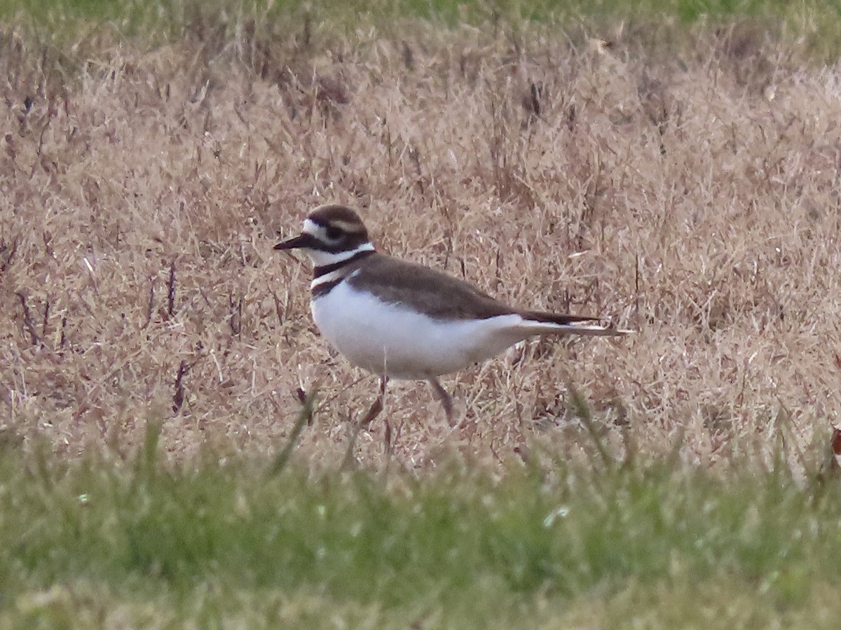 Killdeer - ML647046951