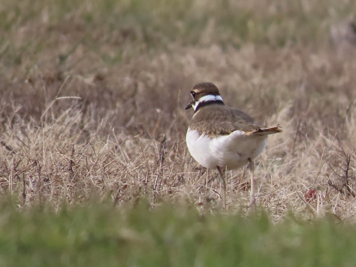 Killdeer - ML647046952