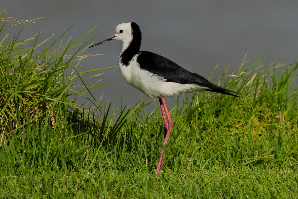 黑領高蹺鴴 - ML647046953