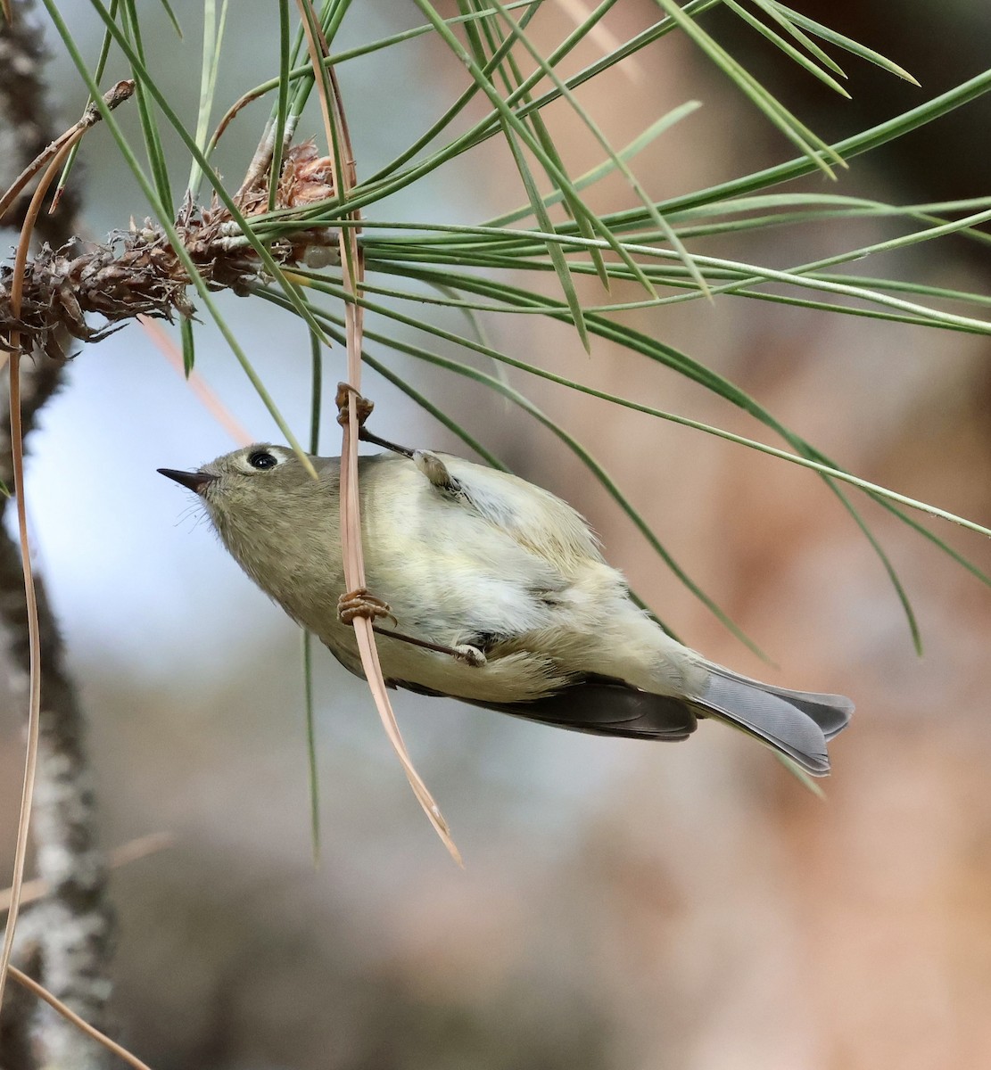 Ruby-crowned Kinglet - ML647046955