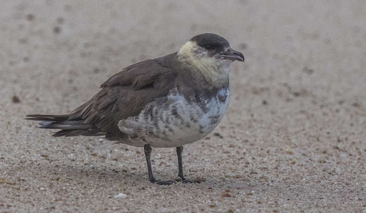 短尾賊鷗 - ML647046956