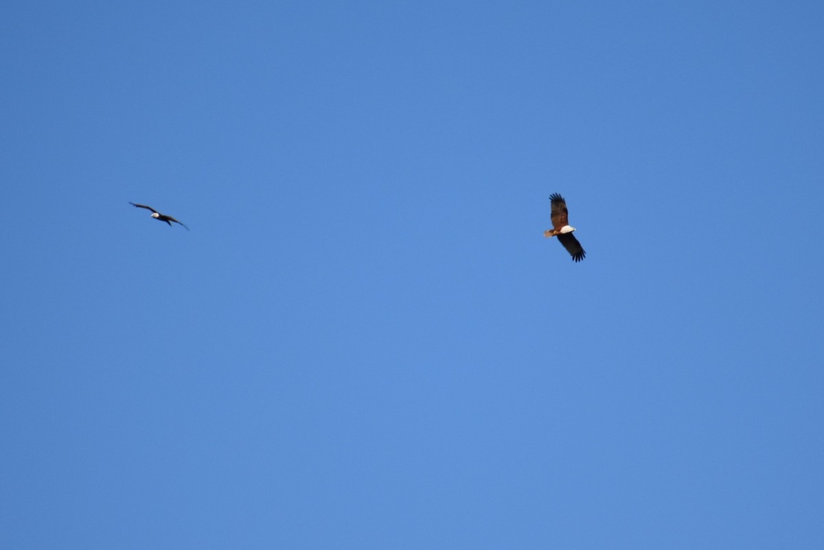 栗鳶 - ML647046957