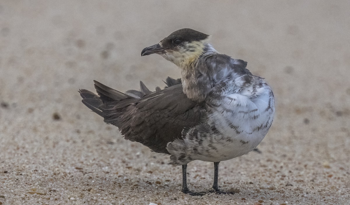 短尾賊鷗 - ML647046958