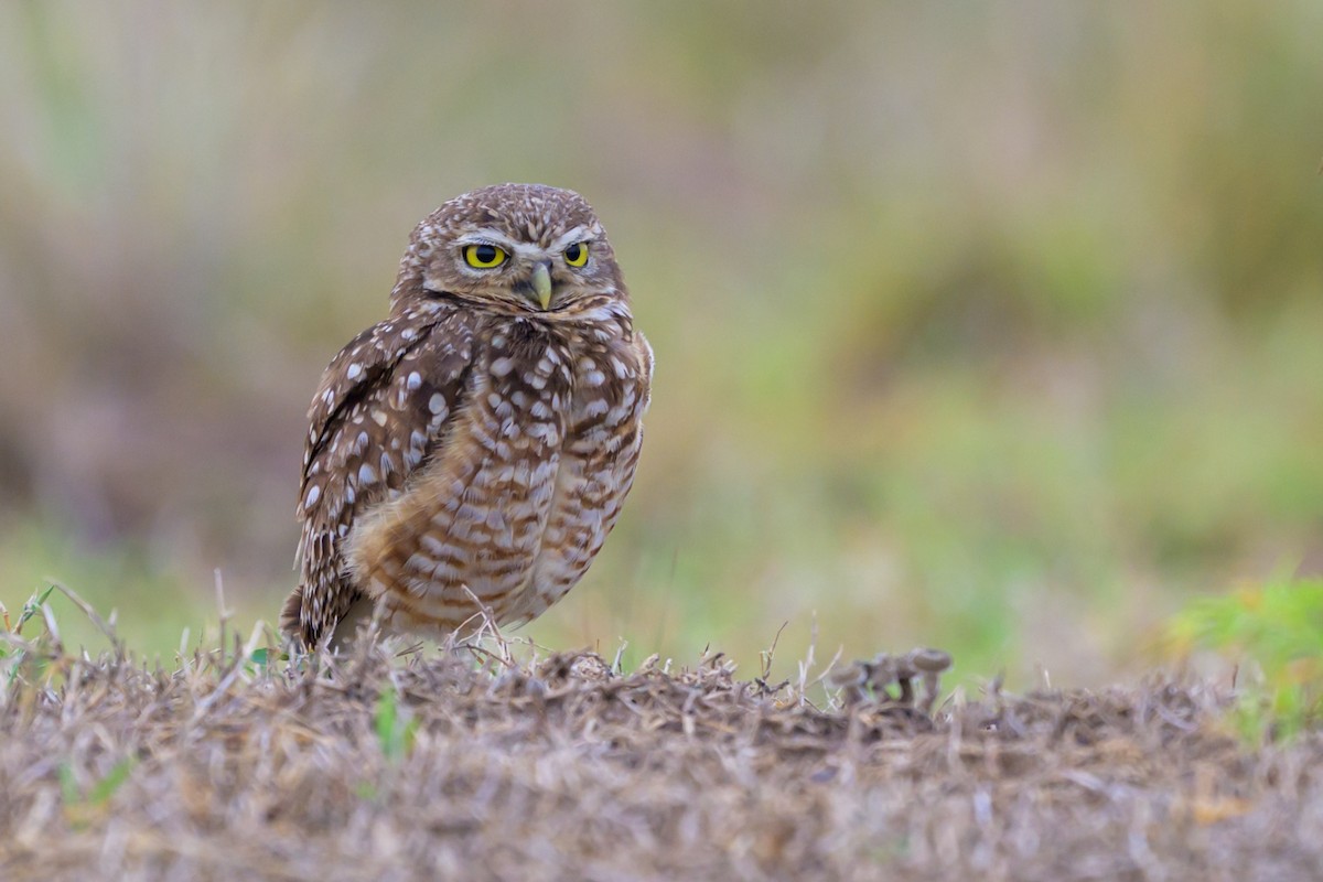 Burrowing Owl - ML647046959