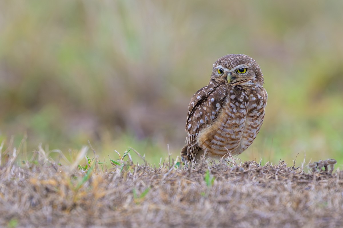 Burrowing Owl - ML647046960