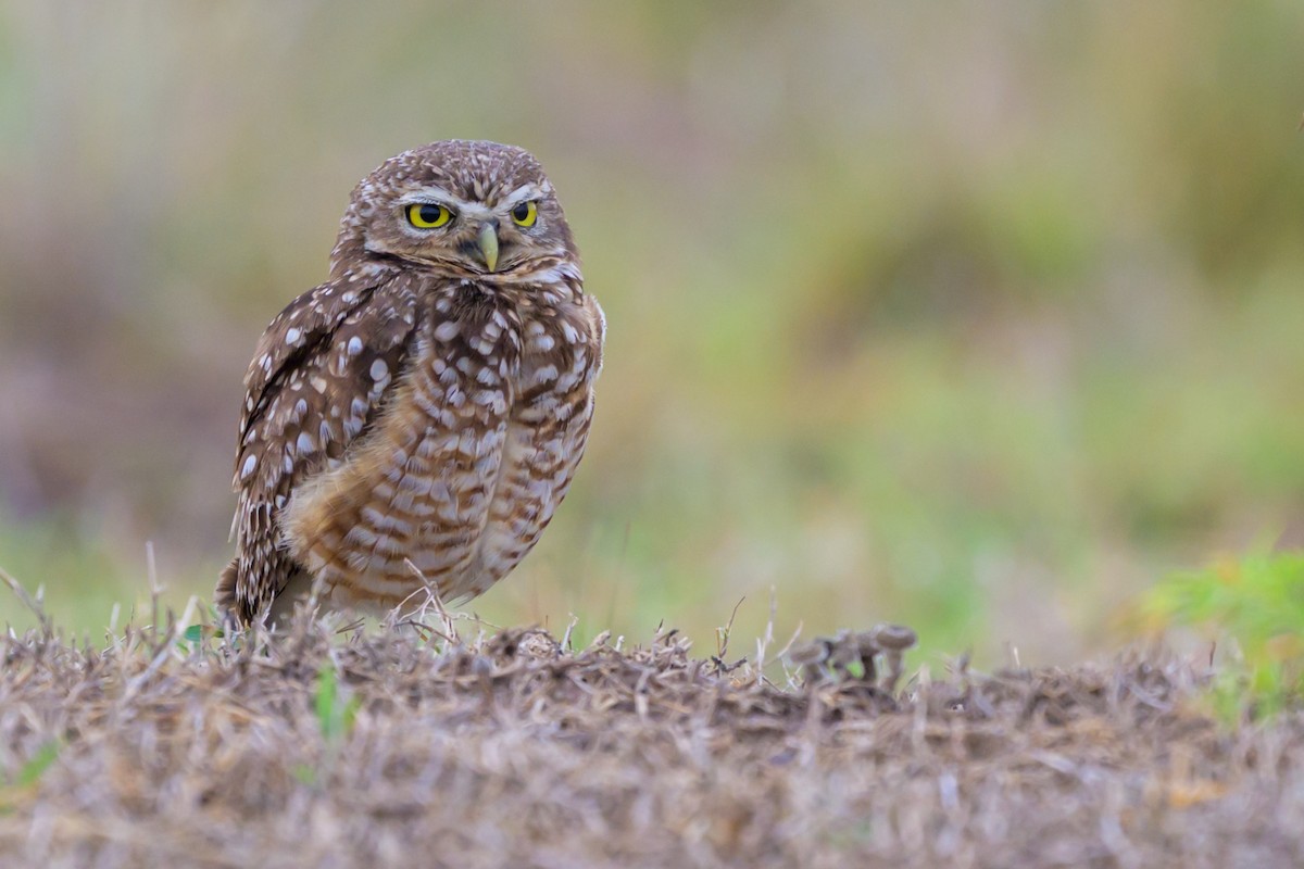 Burrowing Owl - ML647046961