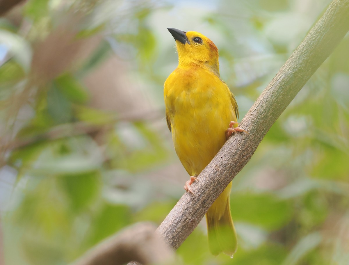 Taveta Golden-Weaver - ML647046962