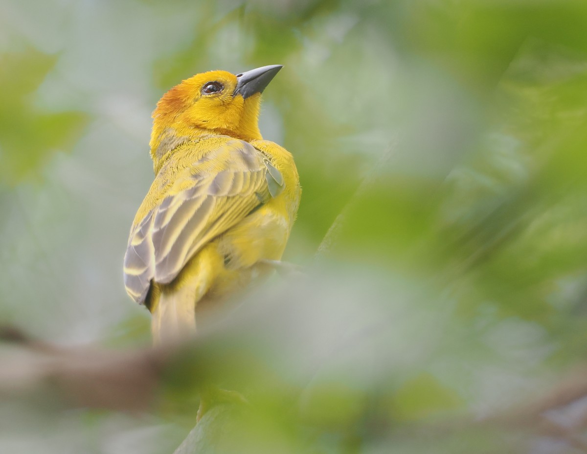 Taveta Golden-Weaver - ML647046963