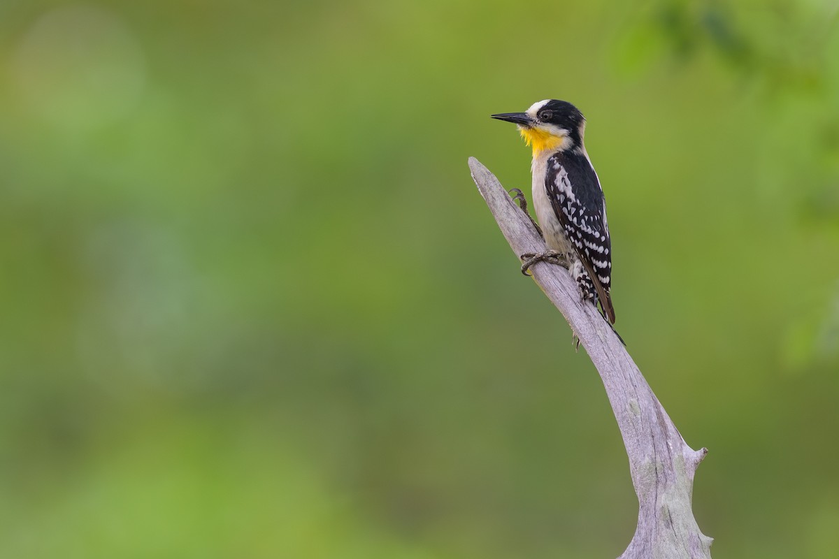 White-fronted Woodpecker - ML647046966