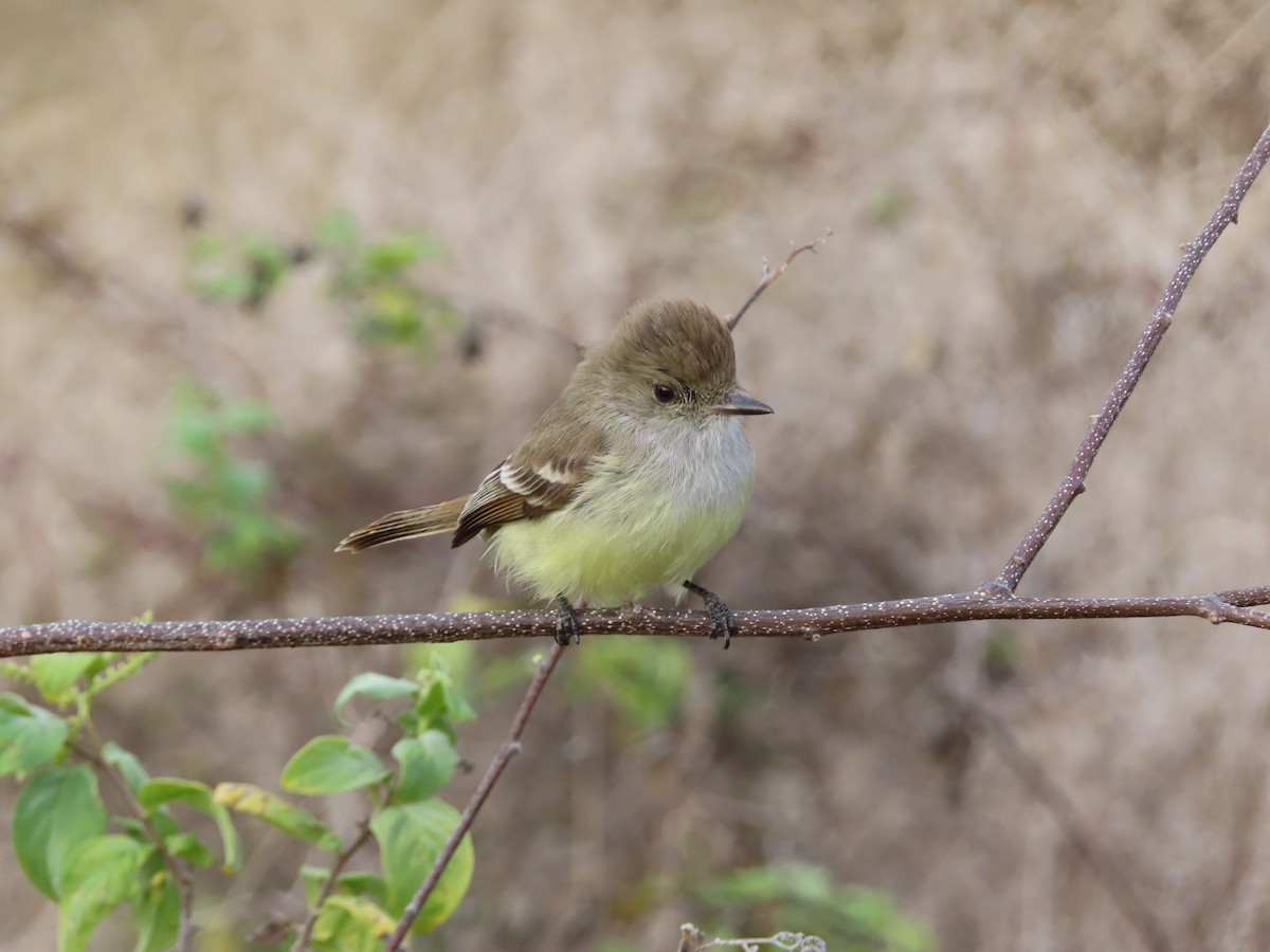 Galapagos Flycatcher - ML647046968