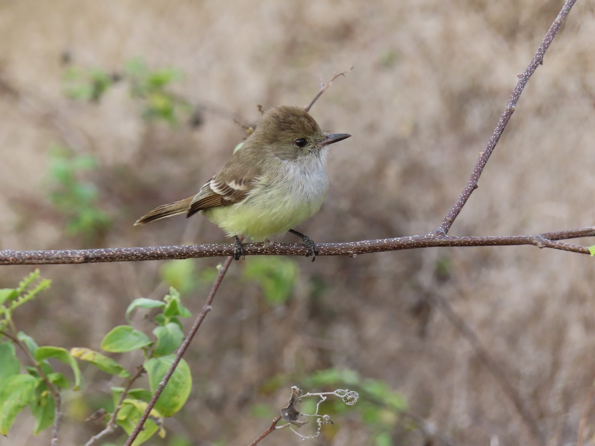 Galapagos Flycatcher - ML647046969