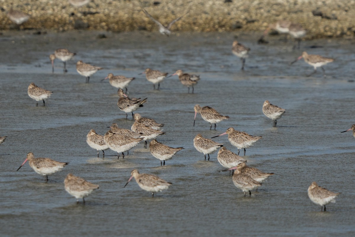 斑尾鷸 - ML647046971