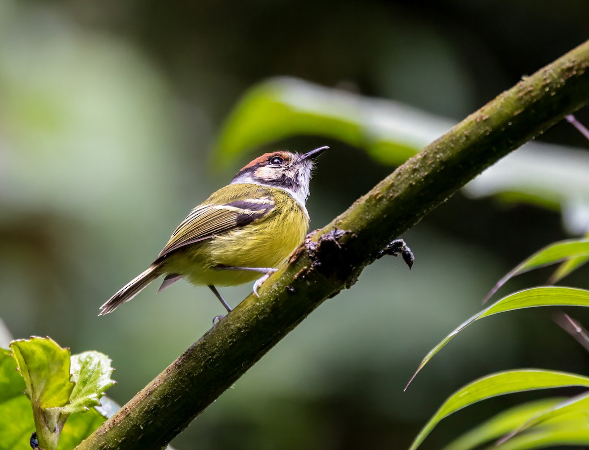 Rufous-crowned Tody-Flycatcher - ML647046973