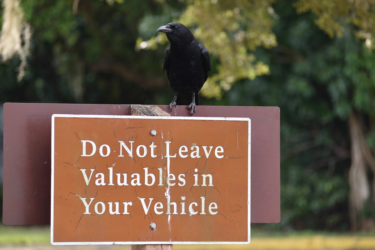 Ворона американська - ML647046982