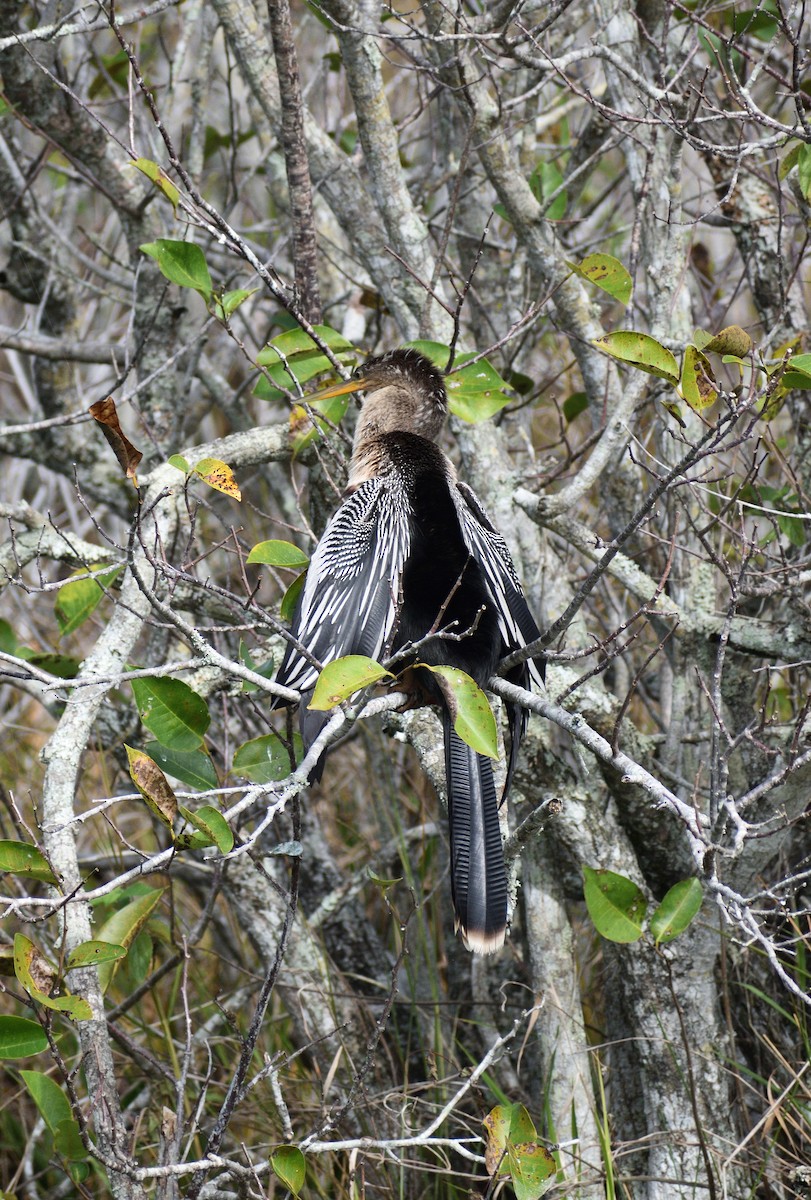 Змієшийка американська - ML647046983