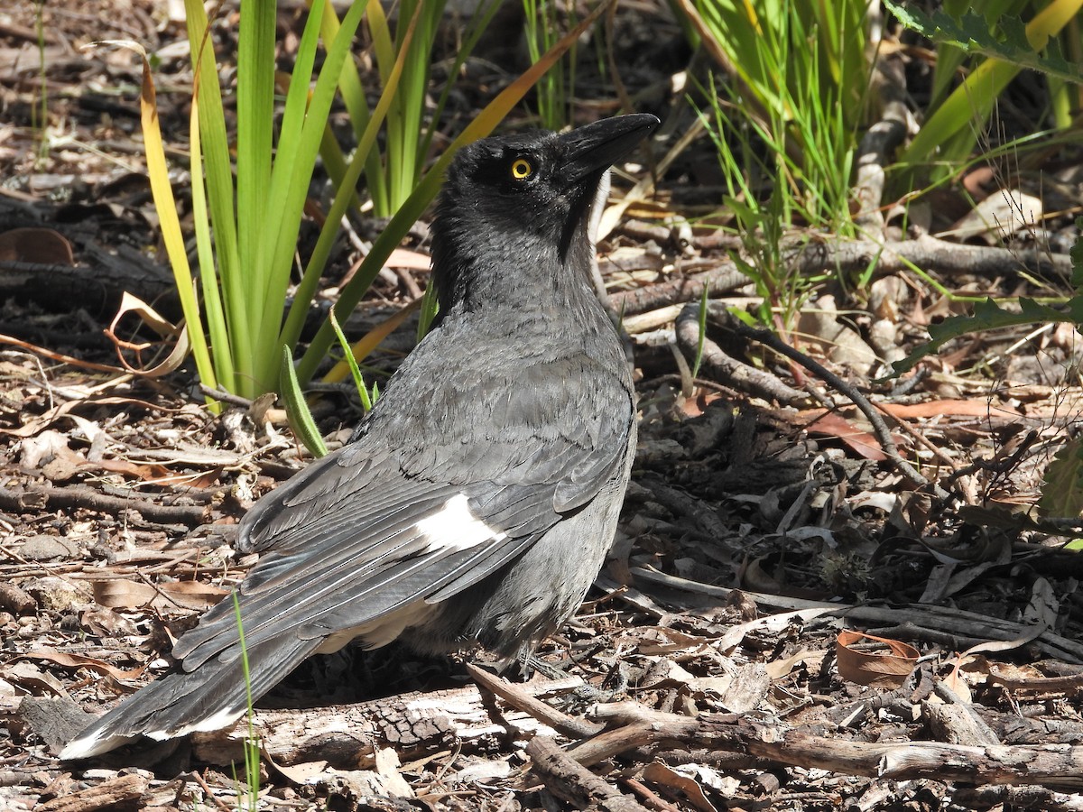 Alaca Kurravong - ML647046990