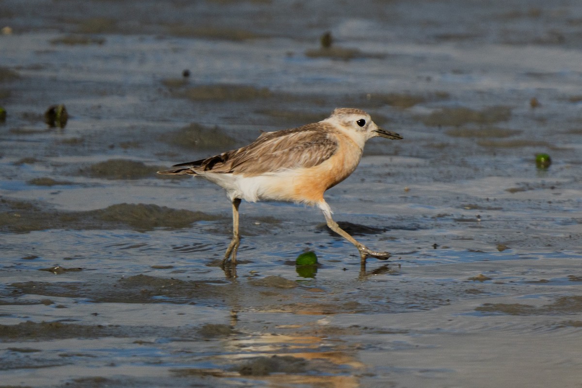 Red-breasted Dotterel - ML647047001
