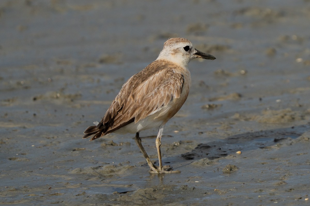 Red-breasted Dotterel - ML647047002