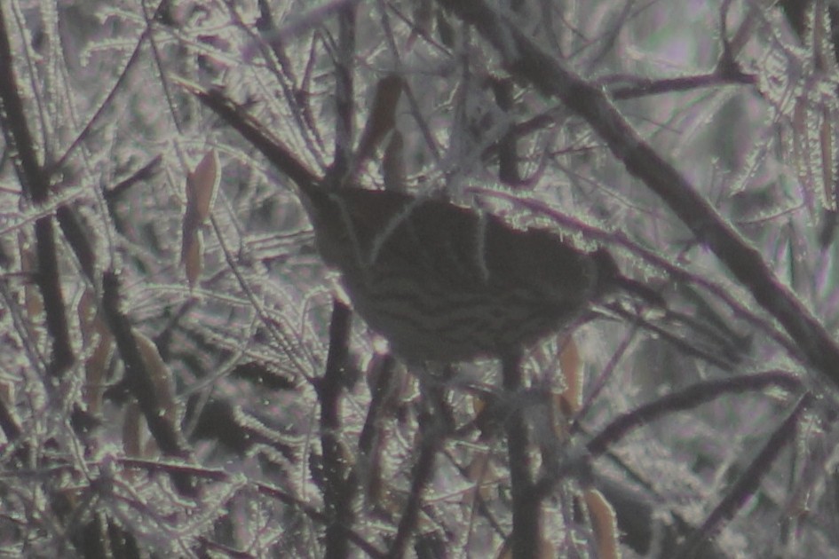 Brown Thrasher - ML647047005