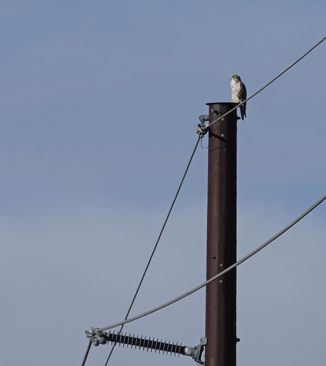 Prairie Falcon - ML647047012