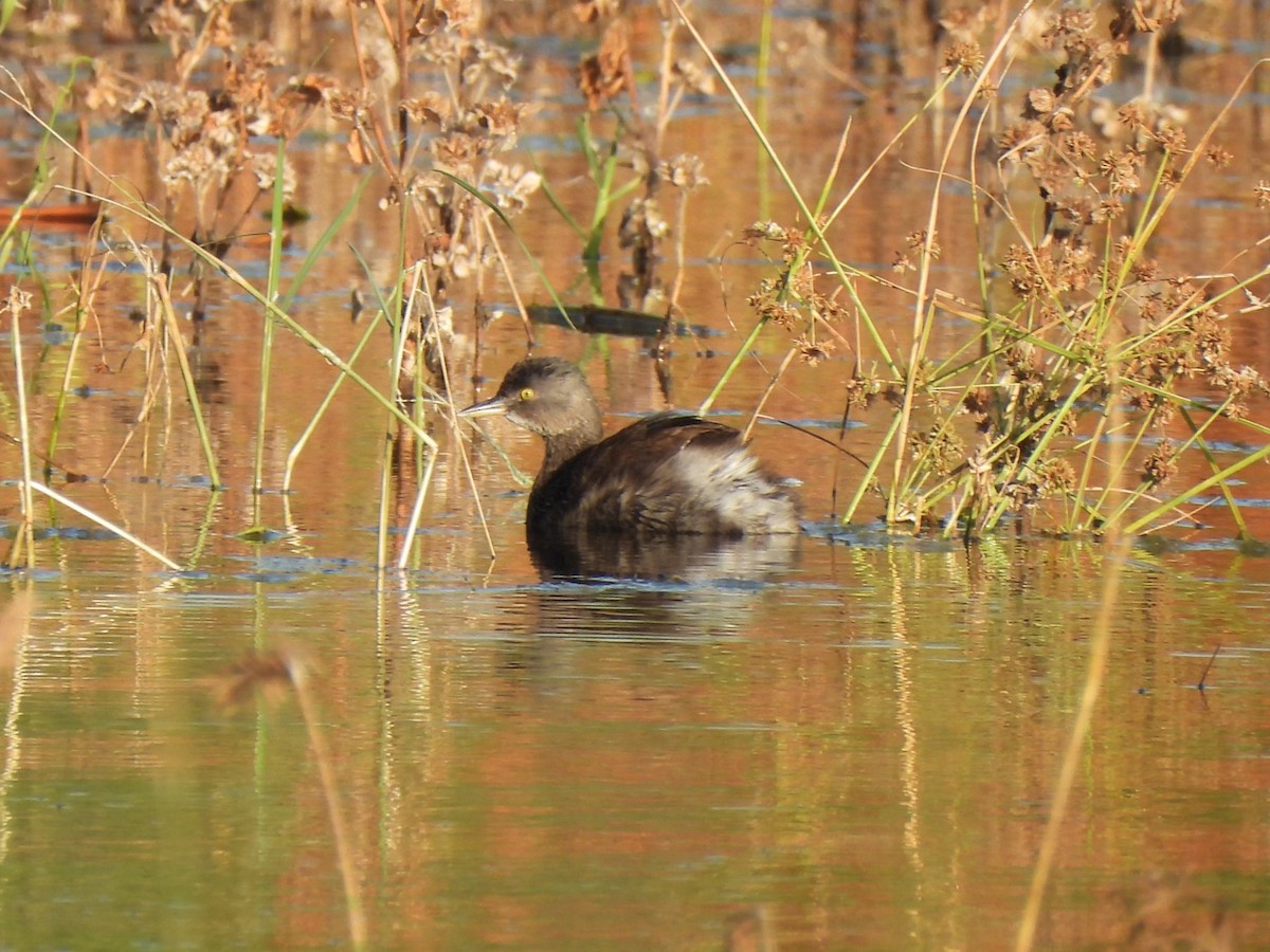 Least Grebe - ML647047014