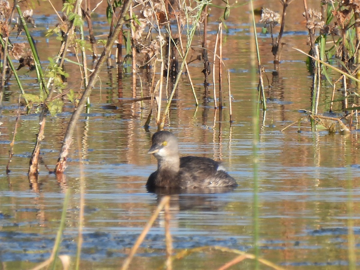 Least Grebe - ML647047015