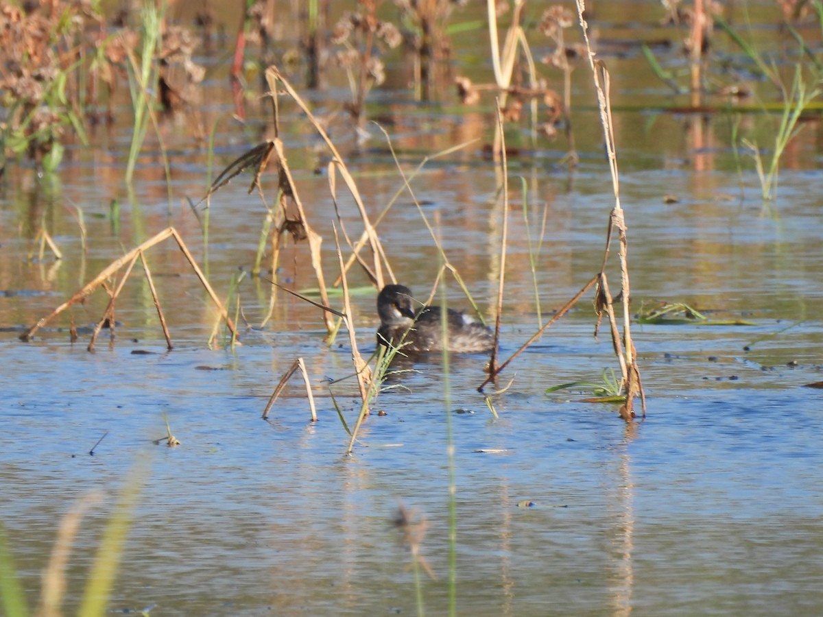Least Grebe - ML647047016