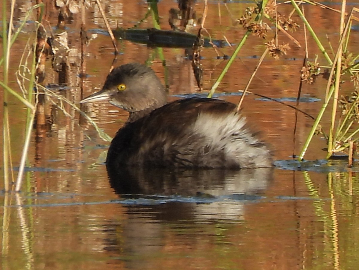 Least Grebe - ML647047017