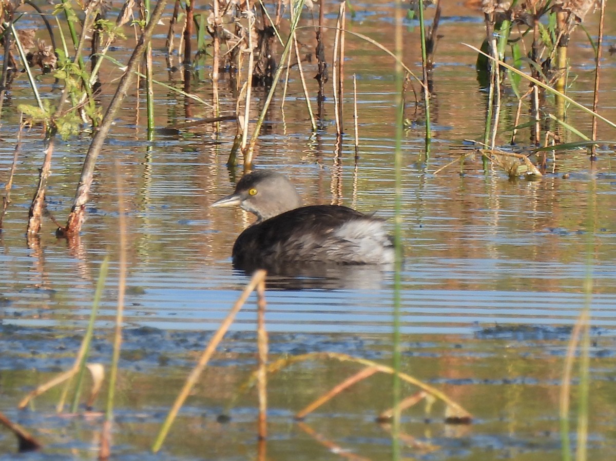 Least Grebe - ML647047018