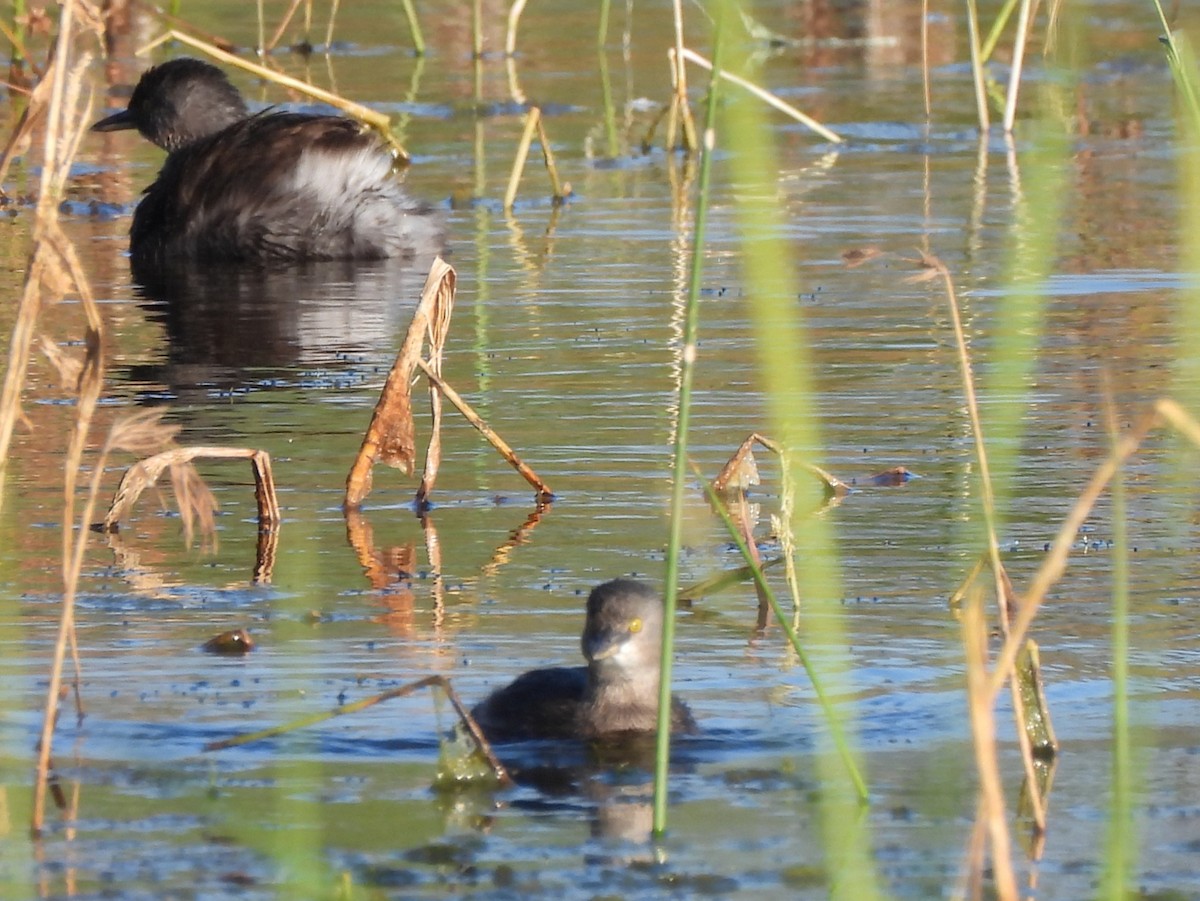 Least Grebe - ML647047019