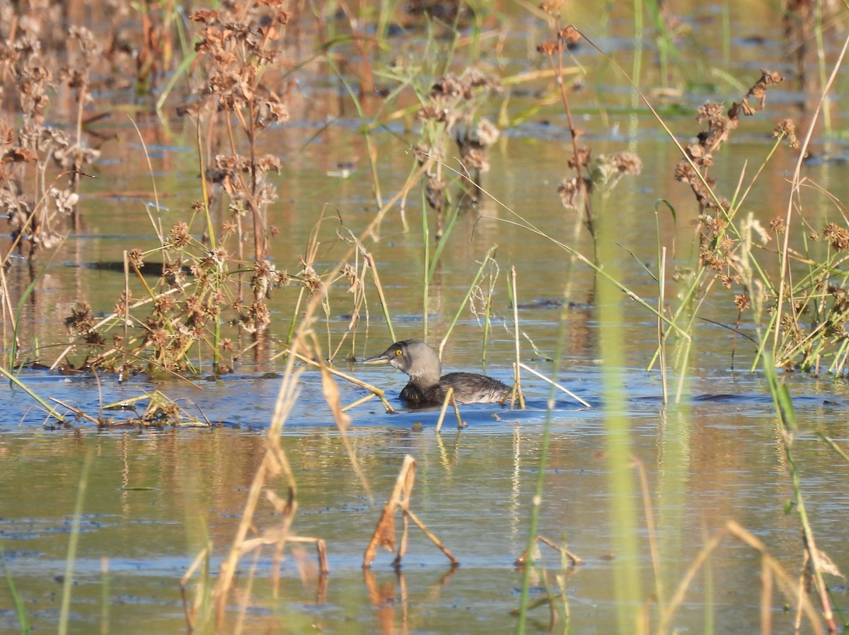 Least Grebe - ML647047020