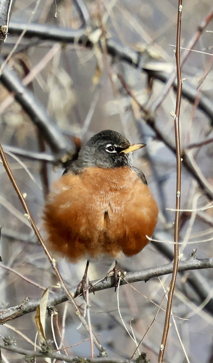 Göçmen Ardıç - ML647047025