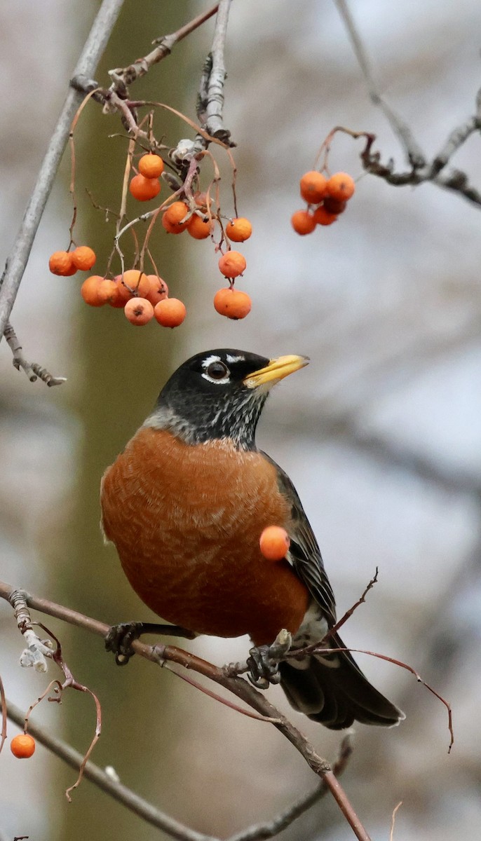 Дрізд мандрівний - ML647047027