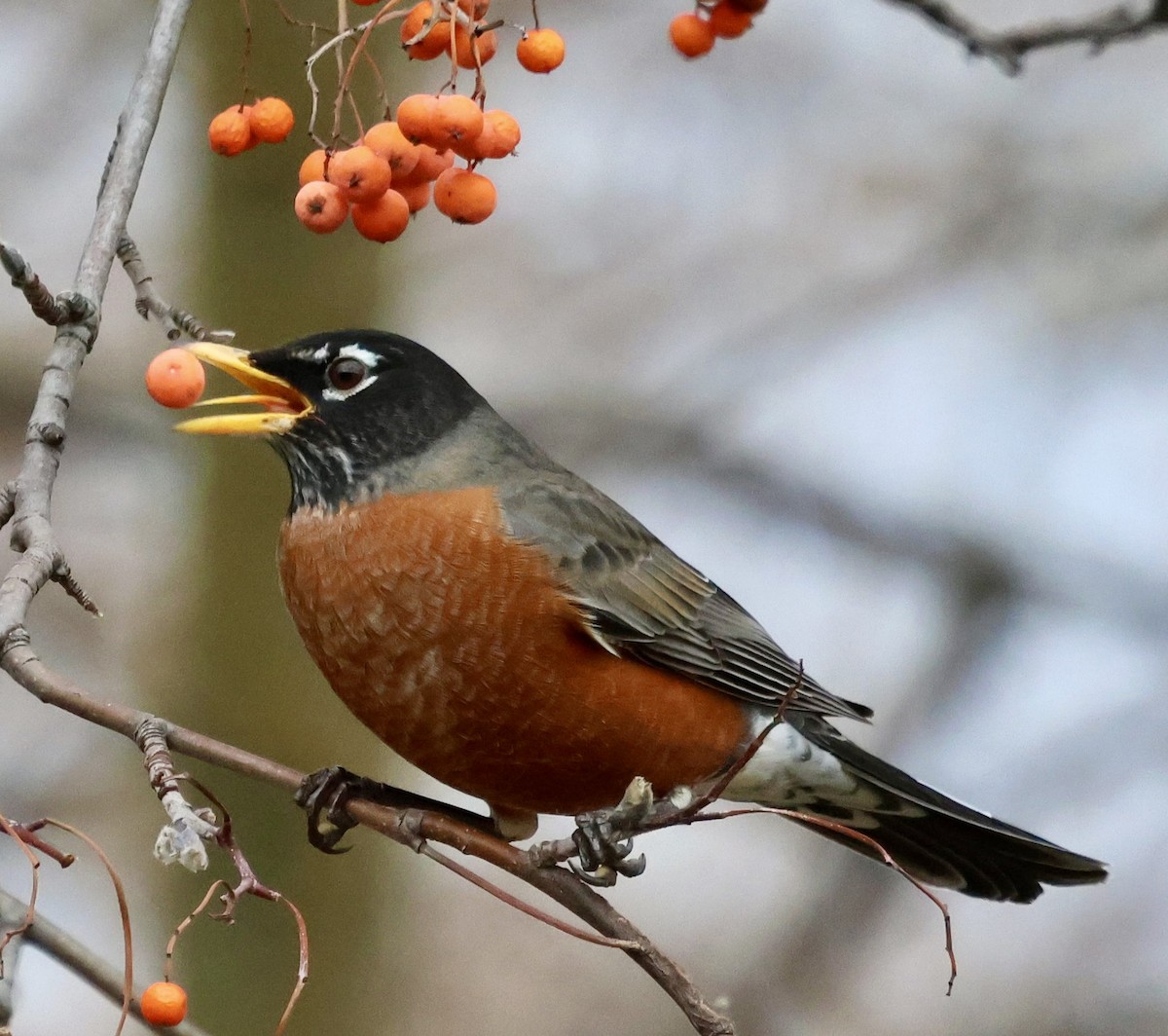 Дрізд мандрівний - ML647047028