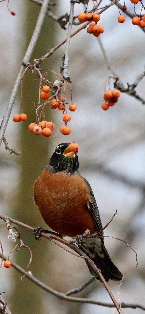 Дрізд мандрівний - ML647047029