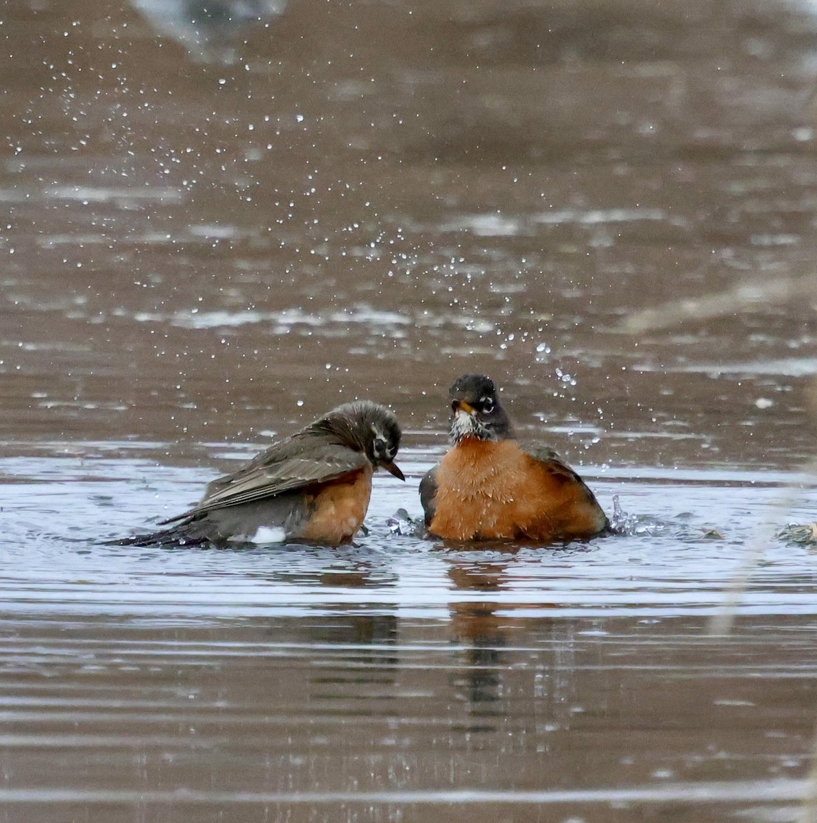 Göçmen Ardıç - ML647047030