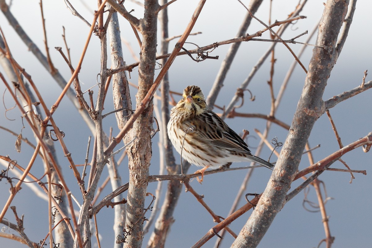 Savannah Serçesi - ML647047035