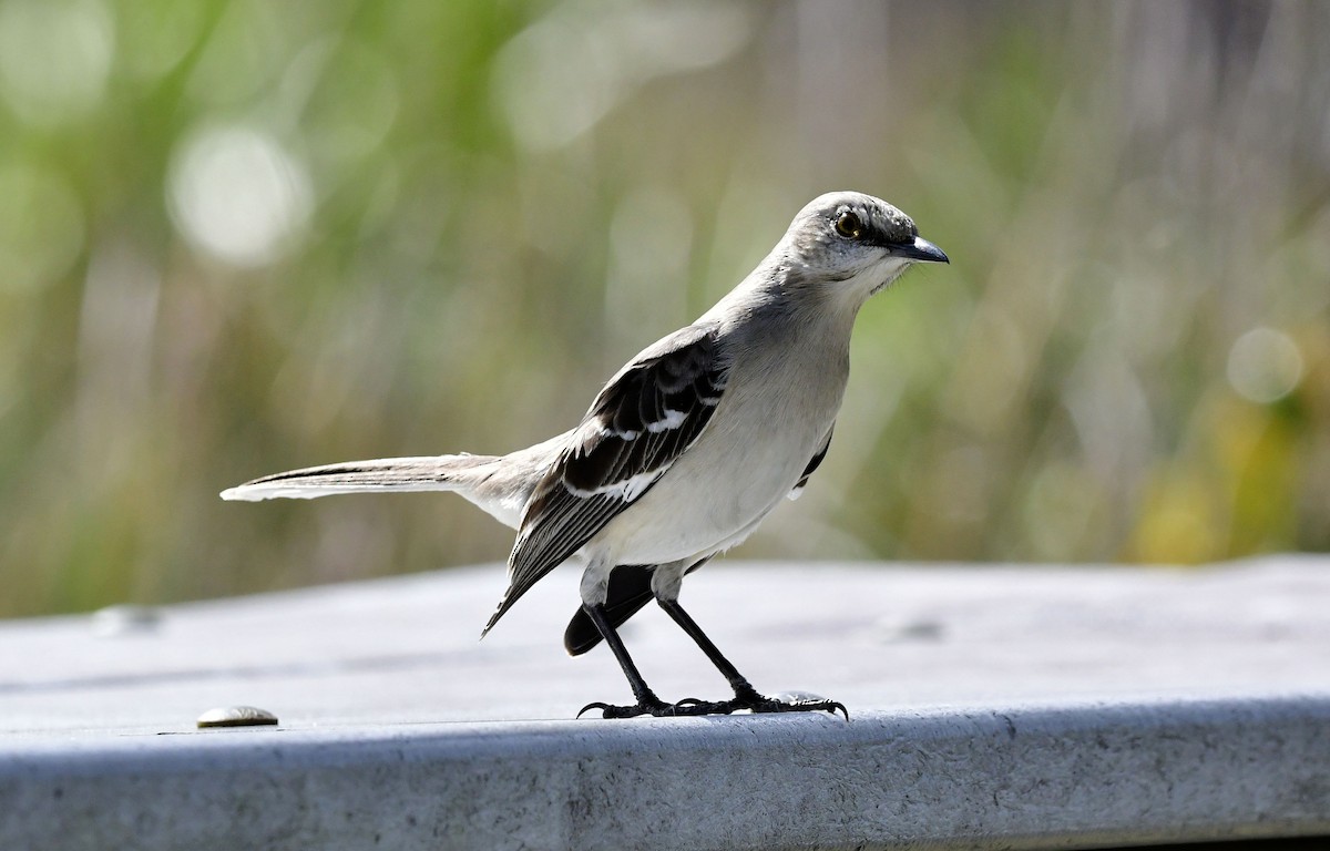 Kuzeyli Taklitçi - ML647047038