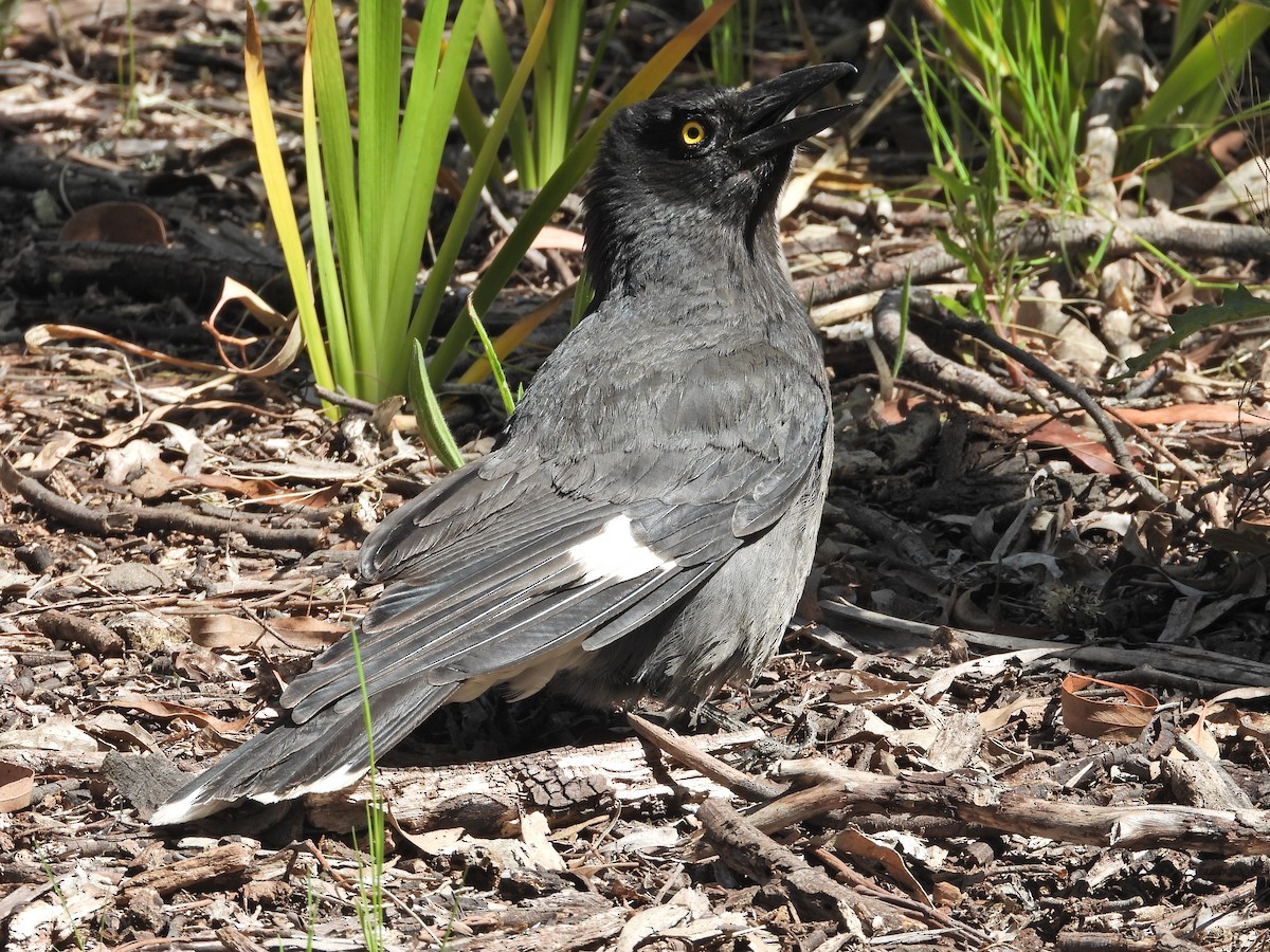 Куравонг строкатий - ML647047041