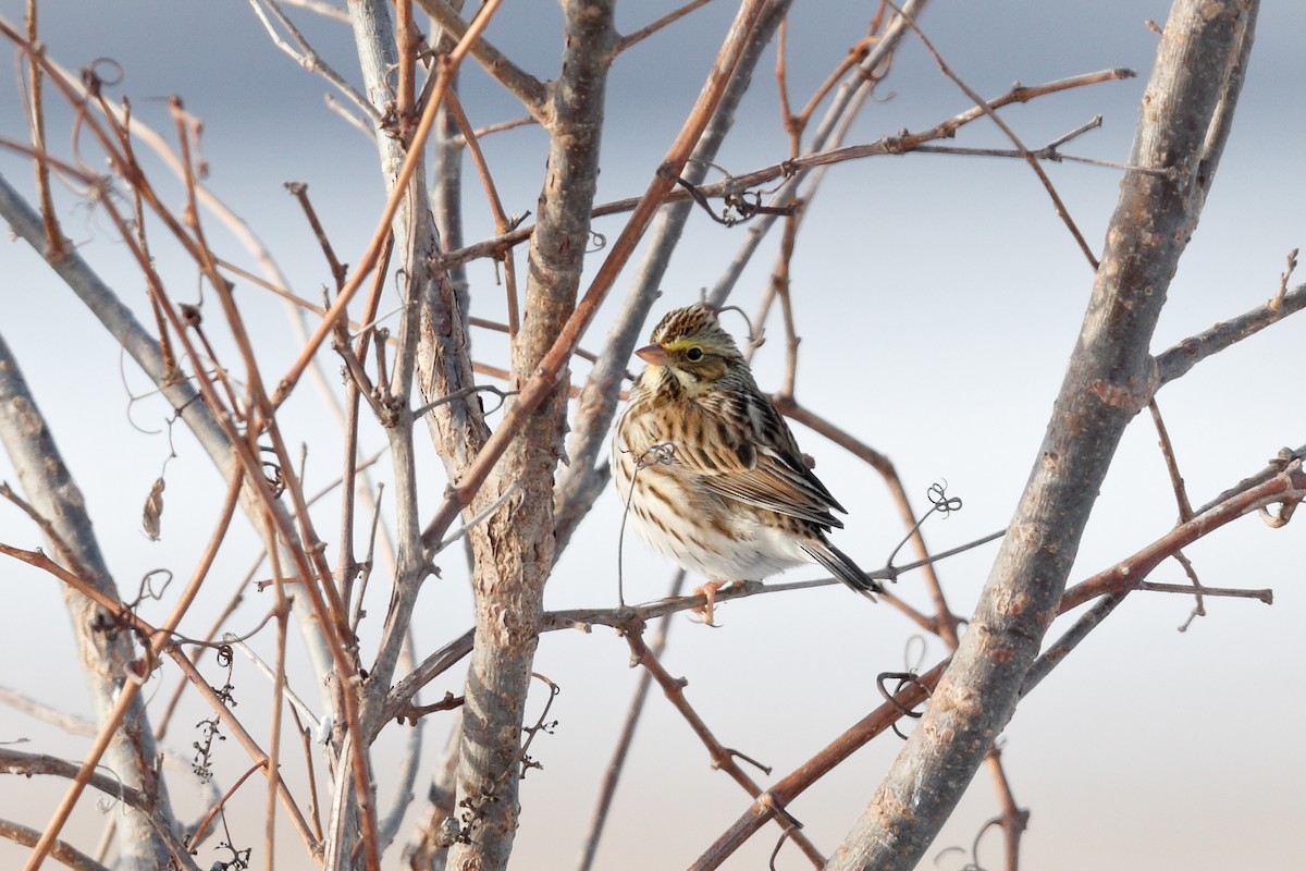 Пасовник савановий - ML647047043