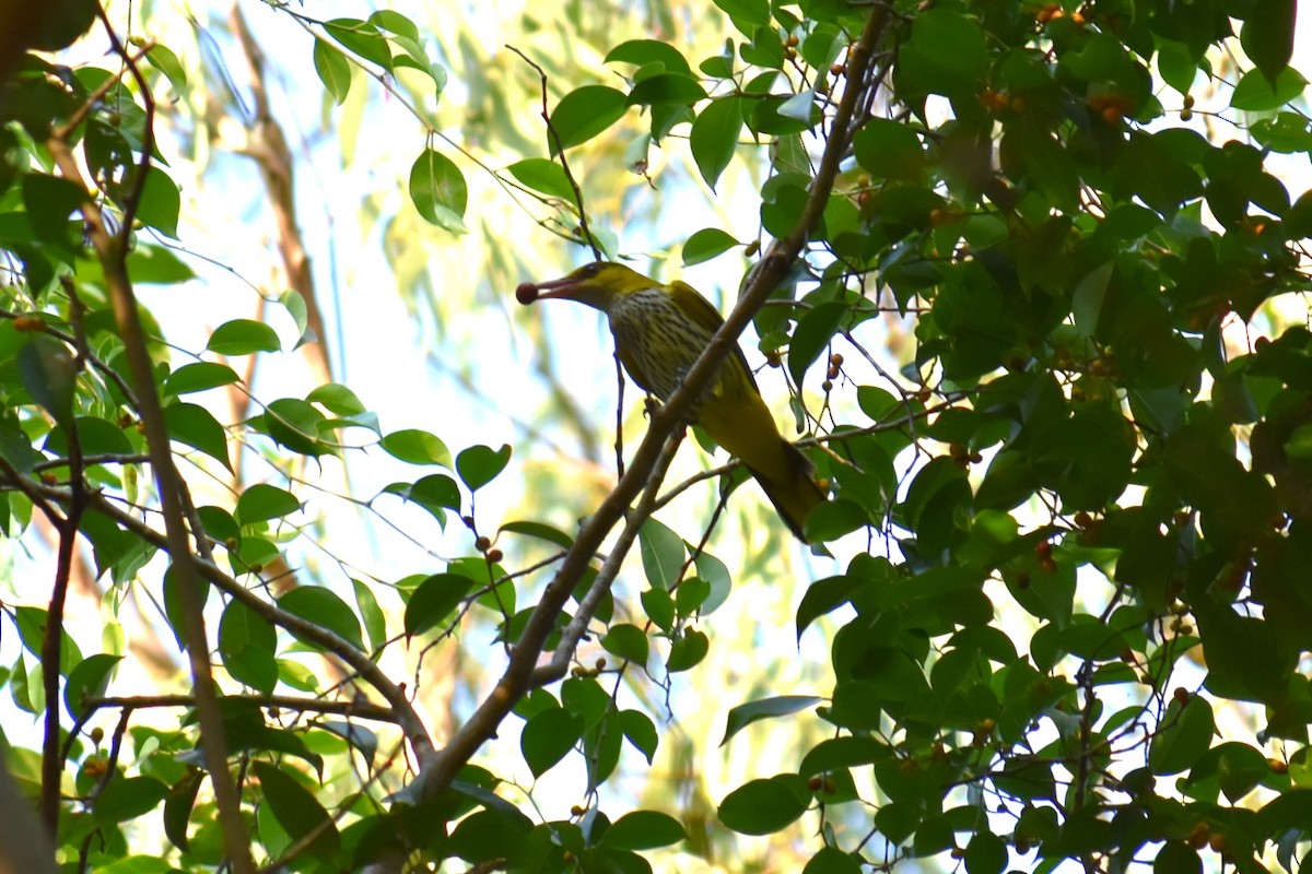 Вивільга чорноголова - ML647047044